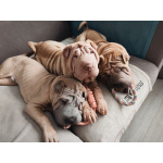 Щенки шарпея 4 мес (мальчики)