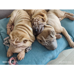 Щенки шарпея 4 мес (мальчики)