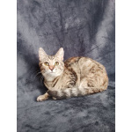 Машенька ищет дом!