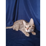 Машенька ищет дом!