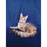 Машенька ищет дом!