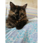 Кошечка Джессика в добрые руки