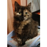 Кошечка Джессика в добрые руки