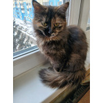 Кошечка Джессика в добрые руки