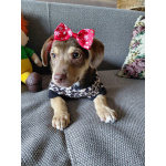 Очень красивый маленький щенок