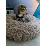 Очень красивый маленький щенок