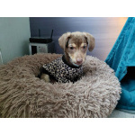 Очень красивый маленький щенок