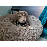 Очень красивый маленький щенок