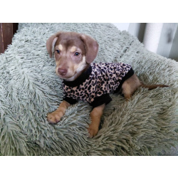 Очень красивый маленький щенок