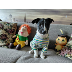 Маленький хорошенький белый щенок