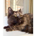 Котёнок Персея в добрые руки