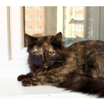 Котёнок Персея в добрые руки