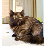 Котёнок Персея в добрые руки