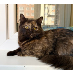 Котёнок Персея в добрые руки