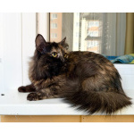 Котёнок Персея в добрые руки