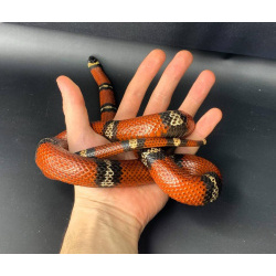 Молочная синалойская змея