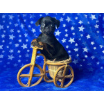 Мальчик пти брабансон, март 2026