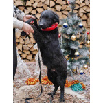 Ищет дом очаровательный щенок-подросток Мишутка