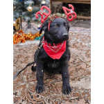 Ищет дом очаровательный щенок-подросток Мишутка