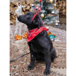 Ищет дом очаровательный щенок-подросток Мишутка