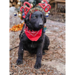 Ищет дом очаровательный щенок-подросток Мишутка