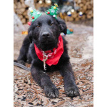 Ищет дом очаровательный щенок-подросток Мишутка