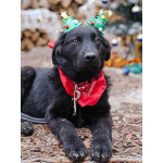 Ищет дом очаровательный щенок-подросток Мишутка