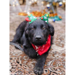 Ищет дом очаровательный щенок-подросток Мишутка