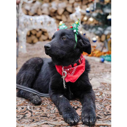 Ищет дом очаровательный щенок-подросток Мишутка