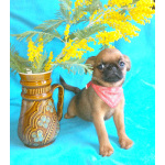 Рыжая девочка пти-брабансон