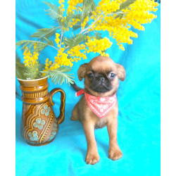 Рыжая девочка пти-брабансон