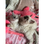 Котята Невские маскарадные