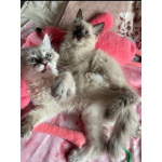 Котята Невские маскарадные