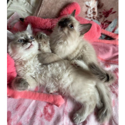 Котята Невские маскарадные