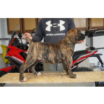 Южноафриканский мастиф – щенки бурбуля