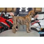 Южноафриканский мастиф – щенки бурбуля