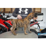 Южноафриканский мастиф – щенки бурбуля