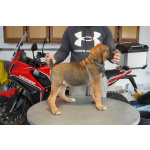 Южноафриканский мастиф – щенки бурбуля