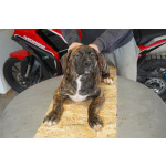 Южноафриканский мастиф – щенки бурбуля