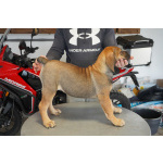 Южноафриканский мастиф – щенки бурбуля