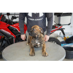 Южноафриканский мастиф – щенки бурбуля