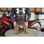 Южноафриканский мастиф – щенки бурбуля