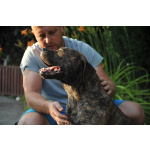 Южноафриканский мастиф – щенки бурбуля