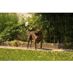 Южноафриканский мастиф – щенки бурбуля