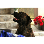 Южноафриканский мастиф – щенки бурбуля