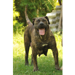 Южноафриканский мастиф – щенки бурбуля