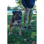 Южноафриканский мастиф – щенки бурбуля