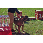 Южноафриканский мастиф – щенки бурбуля