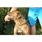 Южноафриканский мастиф – щенки бурбуля