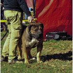 Южноафриканский мастиф – щенки бурбуля